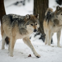 Physics students and wolves: the primitive nature of social interaction